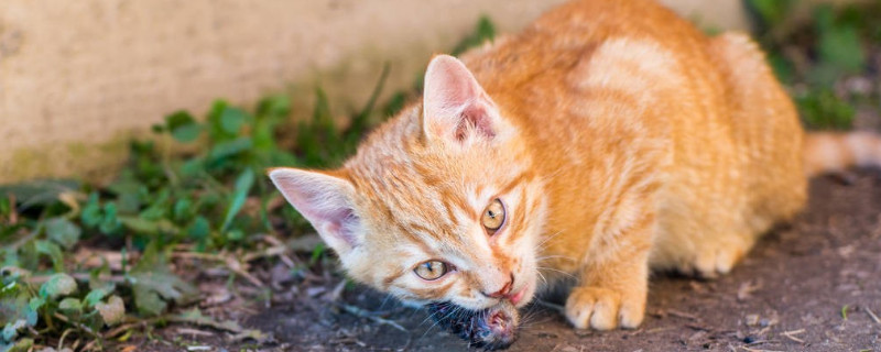 猫一次可以吃多少鸡肝