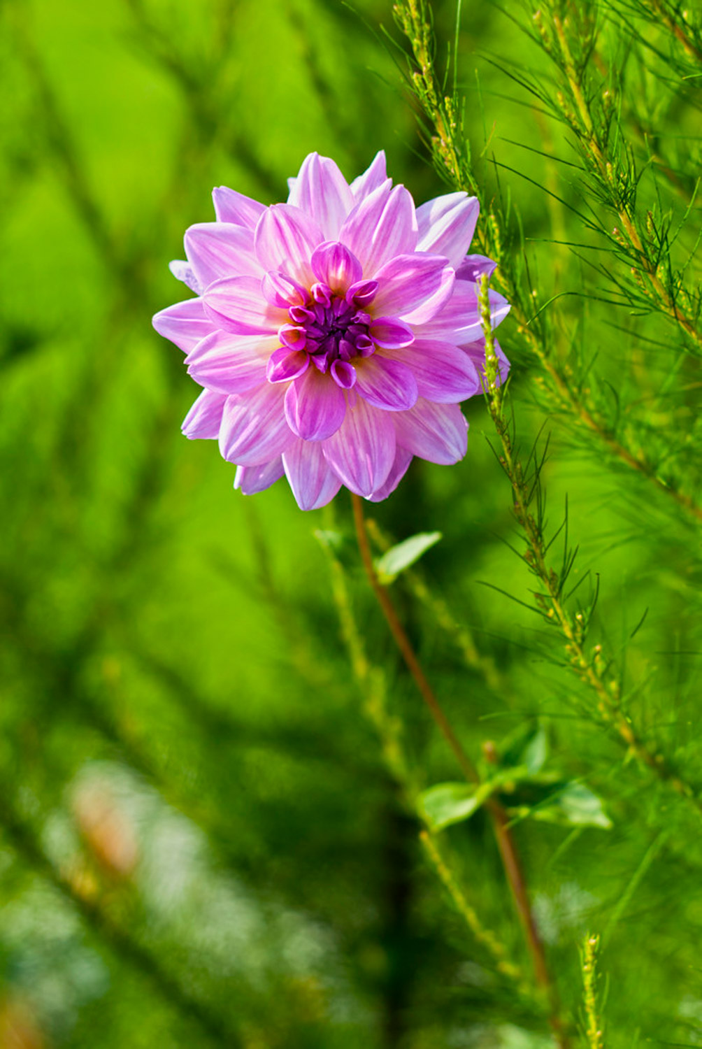 盆栽大丽花有毒吗