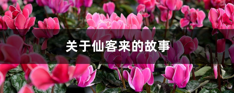 关于仙客来的故事 – 花百科