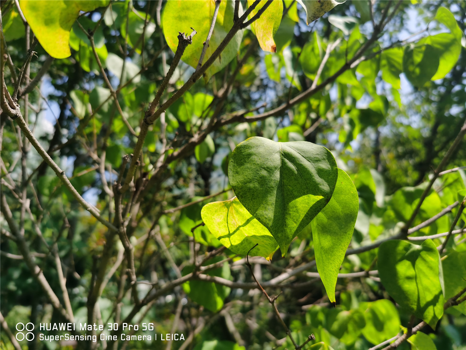 丁香花怎样泡茶喝，丁香茶可以多喝吗