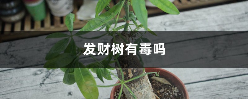 发财树有毒吗，能放卧室吗