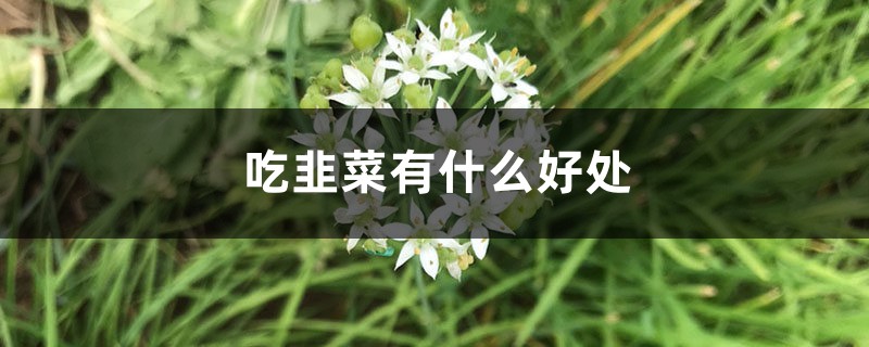 吃韭菜有什么好处，男人吃韭菜的好处