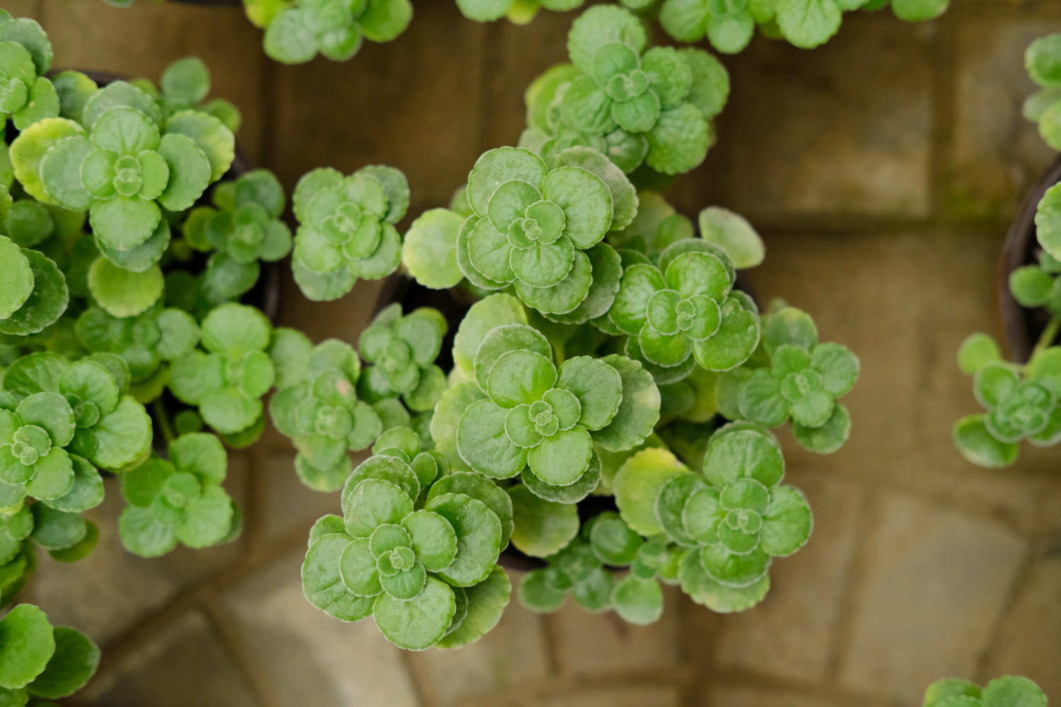 扒拉香花有毒吗