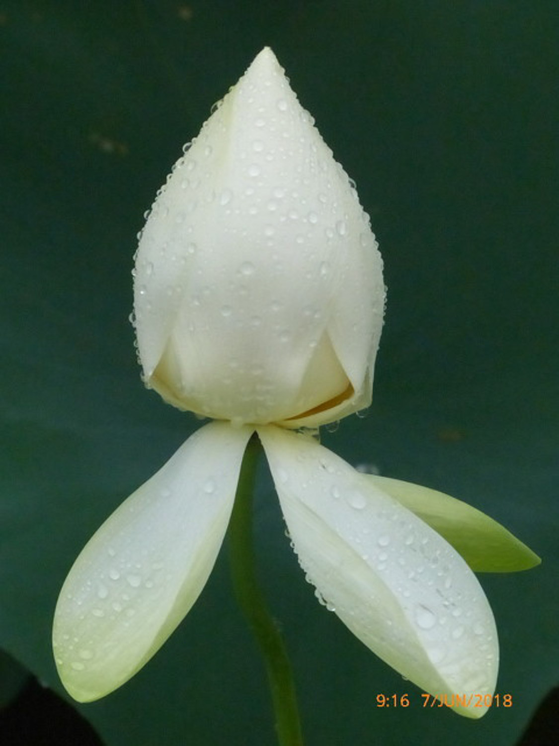 莲花食用的禁忌，莲花有什么作用