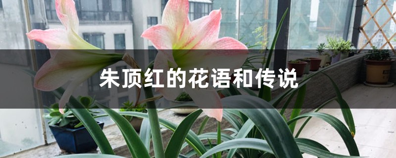 朱顶红的花语和传说-花百科