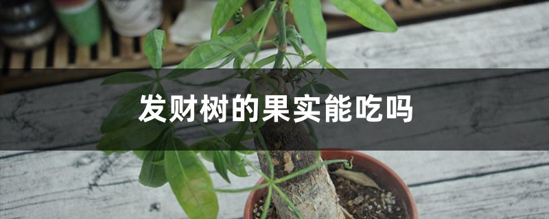 发财树的果实能吃吗，叶子发白是怎样回事