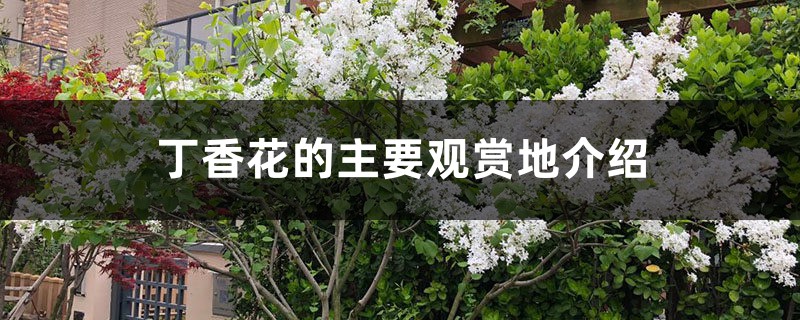 丁香花的主要观赏地介绍