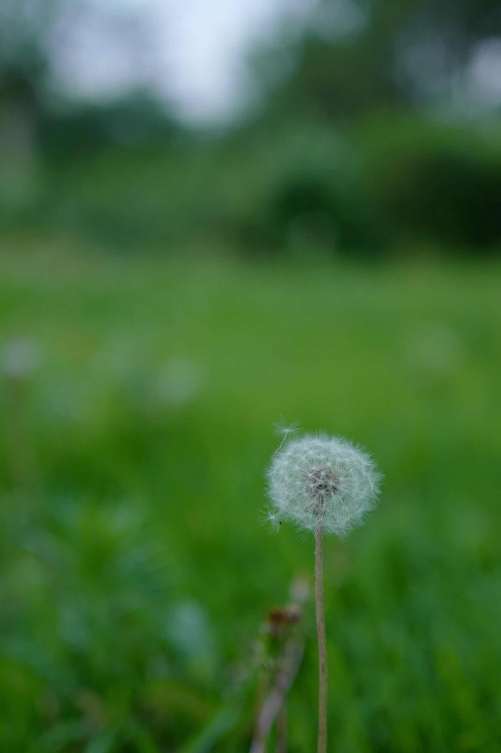 蒲公英茶和什么一起喝