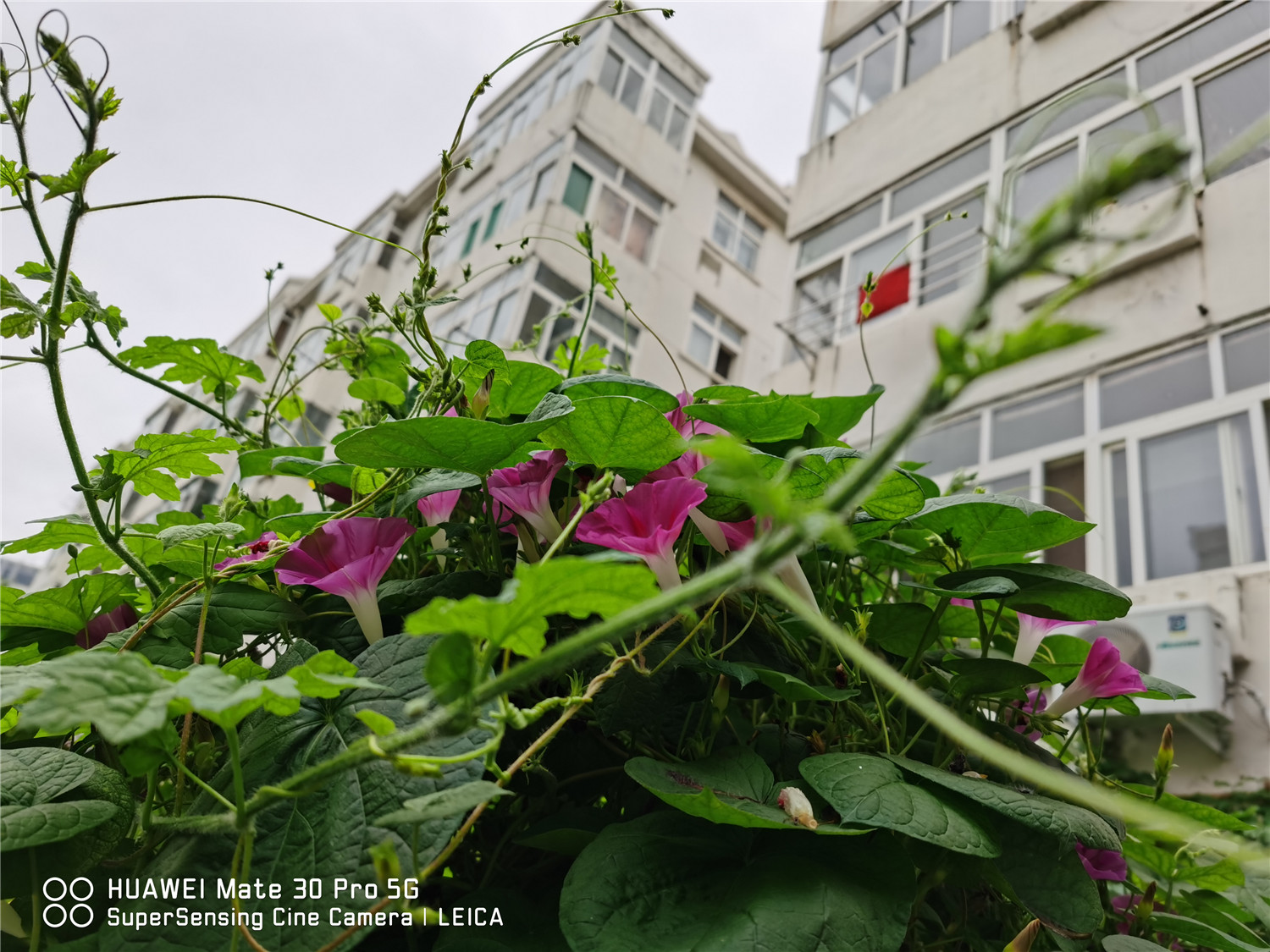 牵牛花为什么叫牵牛花