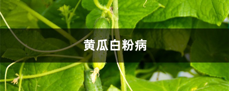 黄瓜白粉病怎样治疗