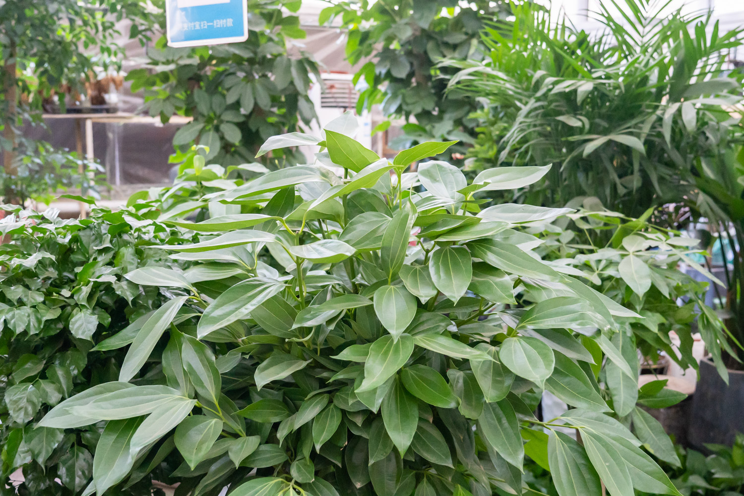 平安树的花语和传说