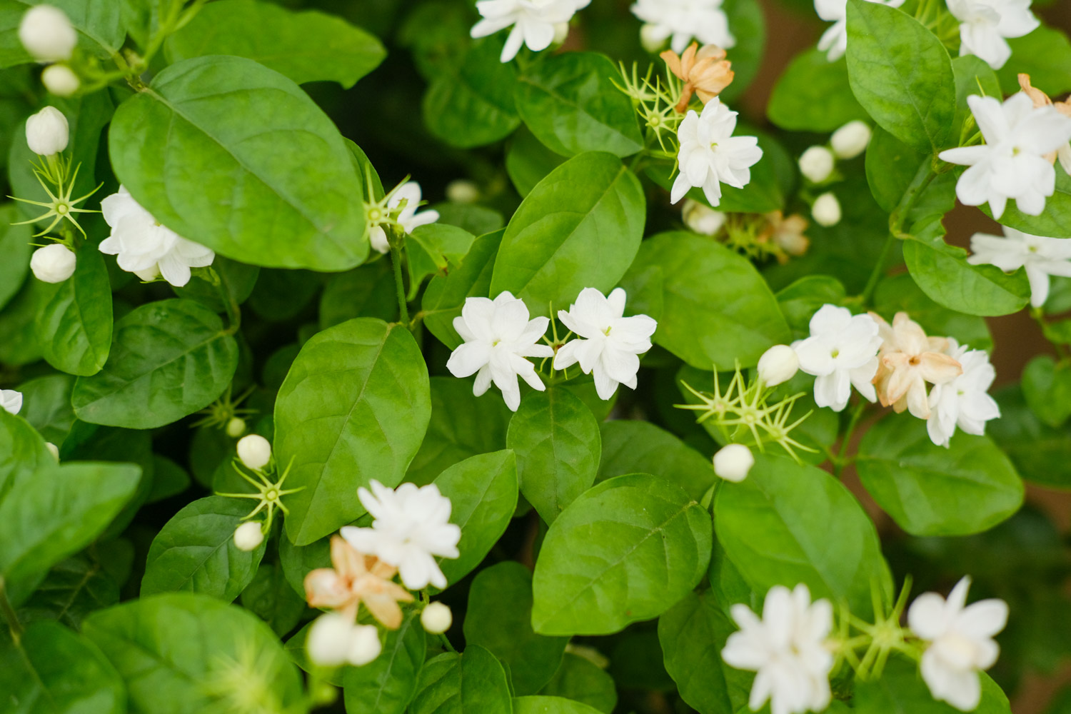 茉莉的花语和故事