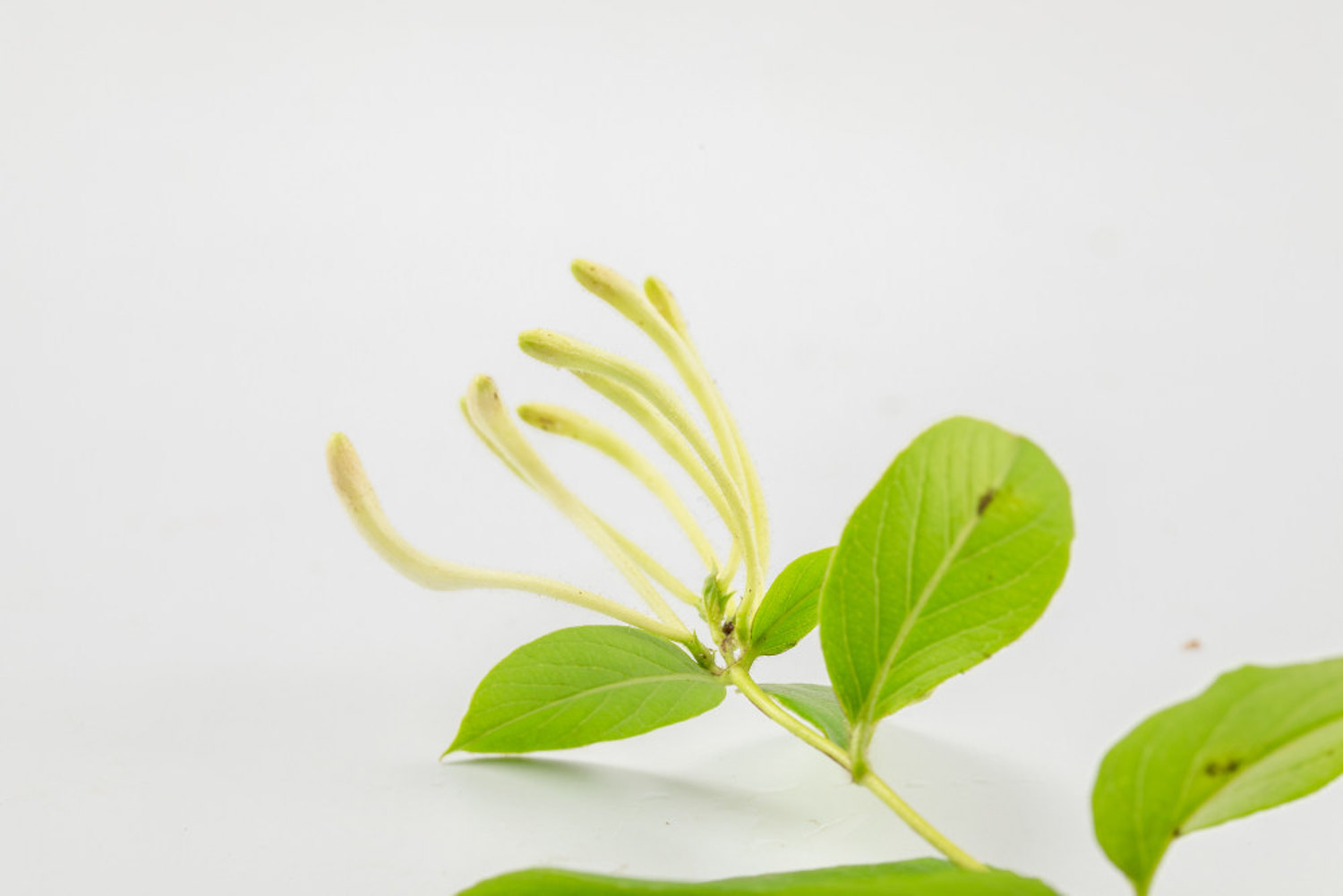 金银花叶子可以煮水吗，叶子煮水的功效