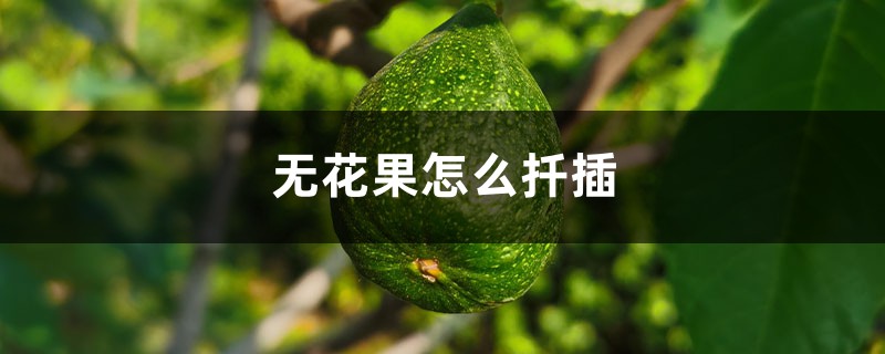 无花果怎样扦插，无花果插枝图解