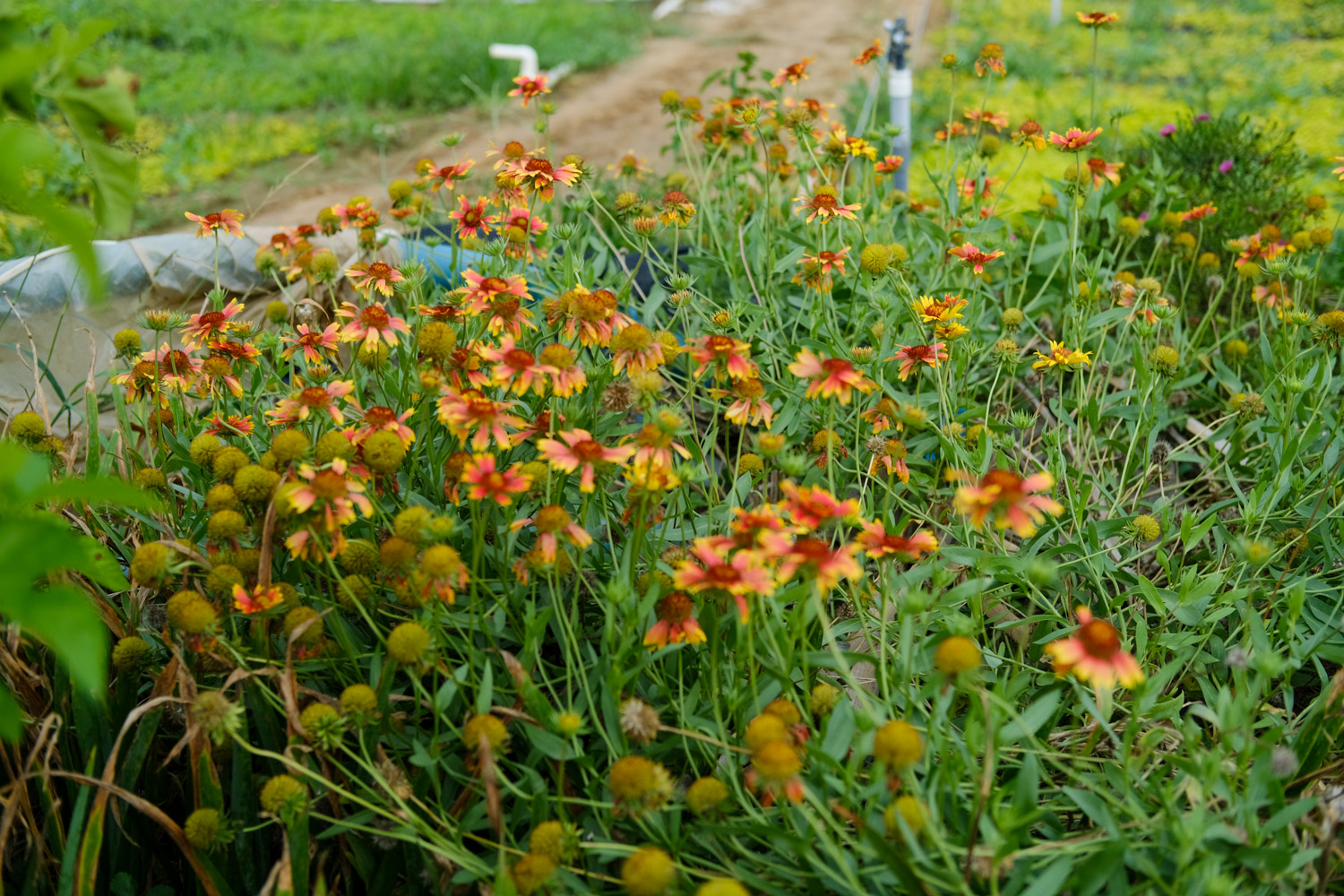 菊花有什么作用