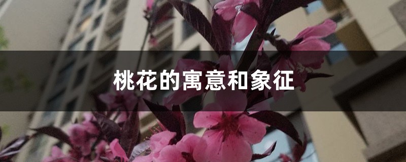 桃花的寓意和象征