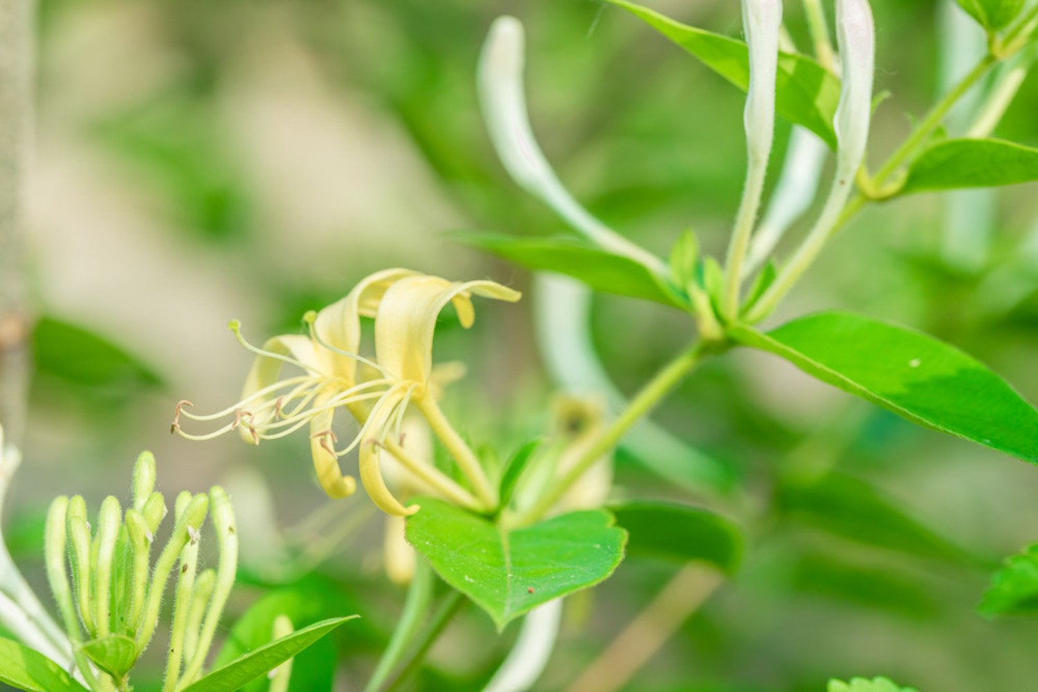 长期喝金银花泡水好处，金银花的食用方法