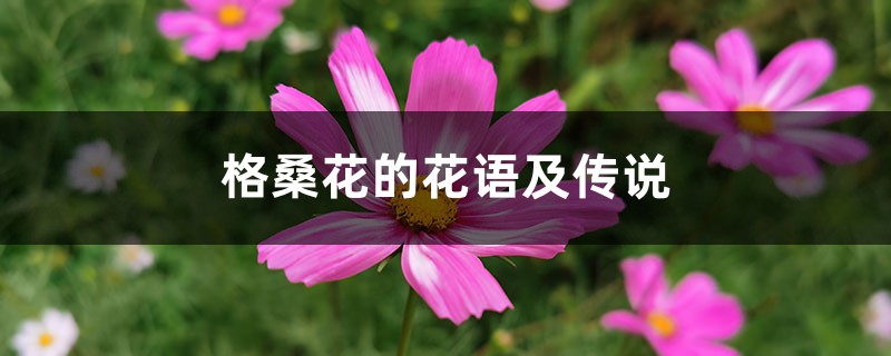 格桑花的花语及传说 – 花百科