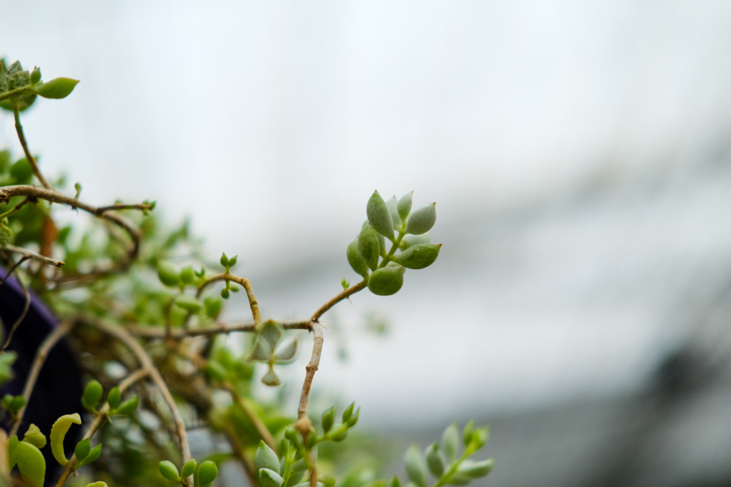 多肉植物图片及名称