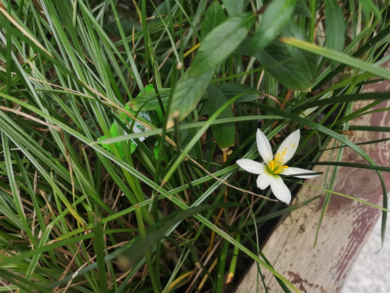 葱兰的花语是什么