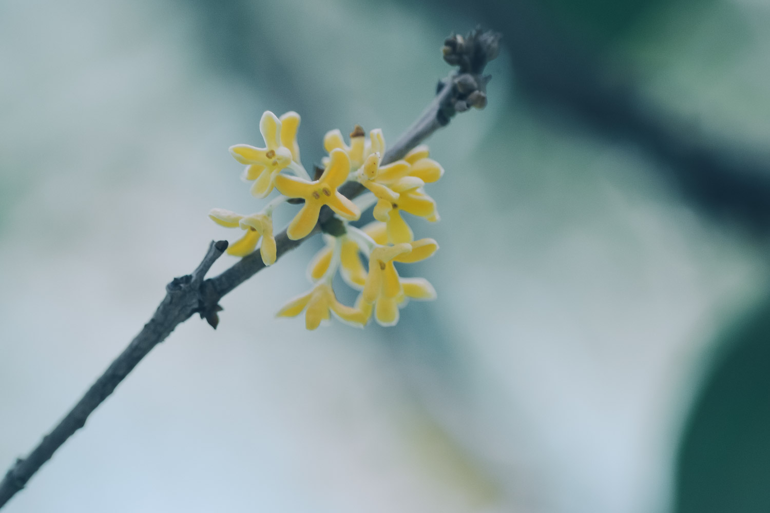 桂花树结的果实能吃吗