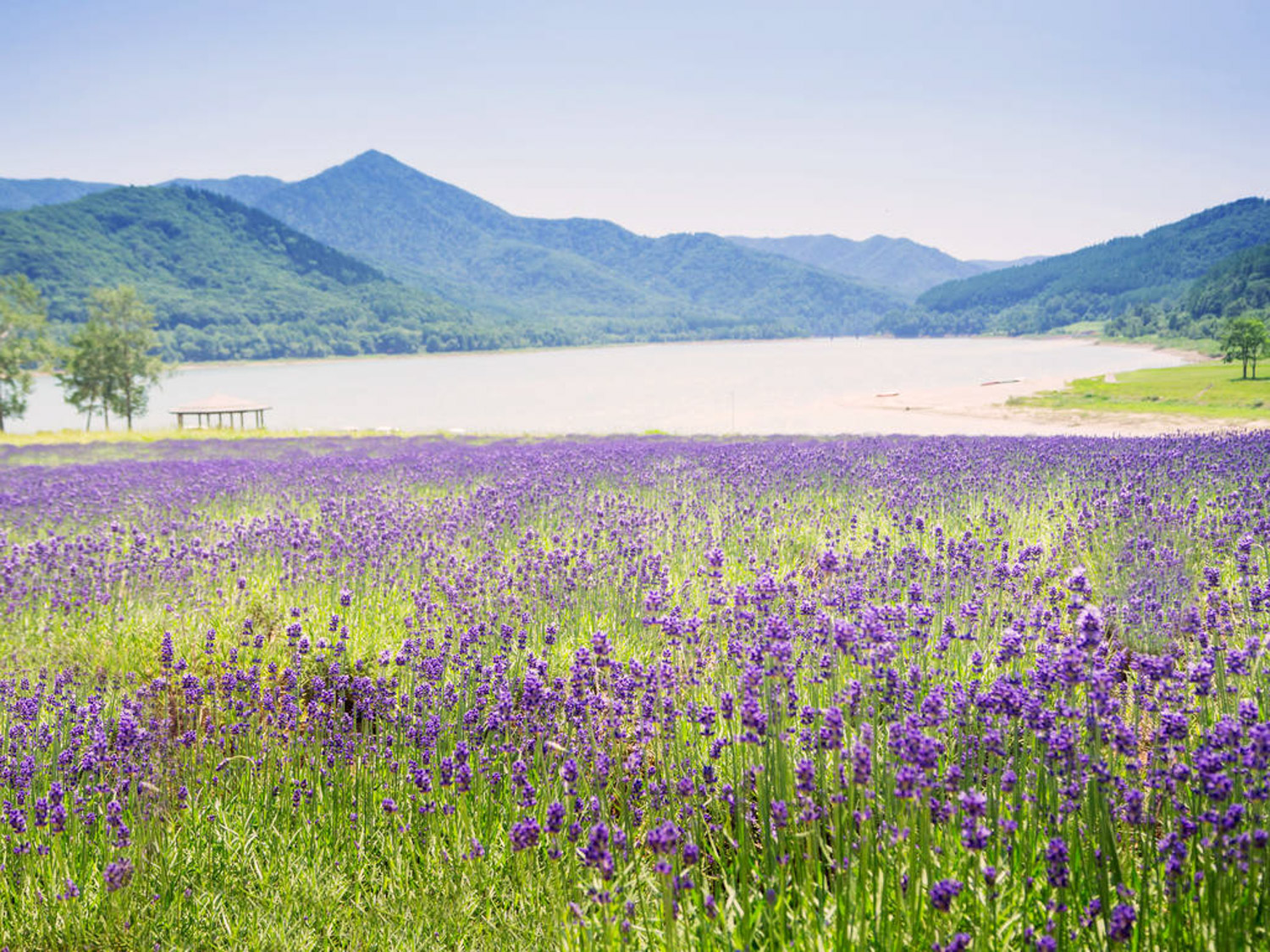 芳香之旅：上海崇明岛薰衣草节