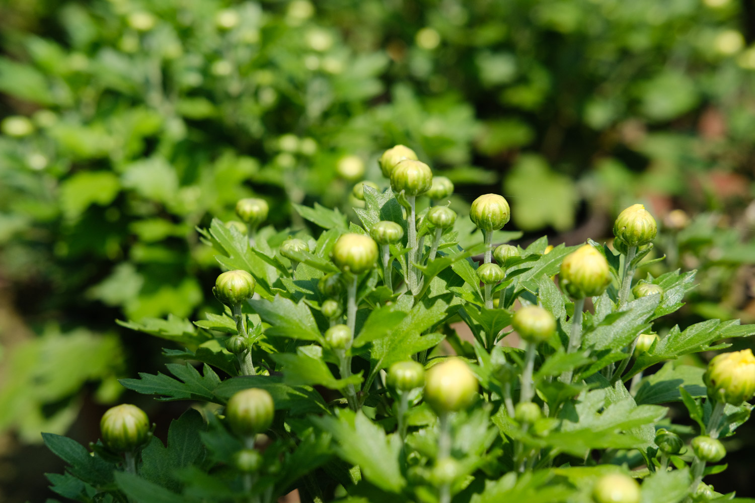 菊花和金银花一起泡水有什么效果