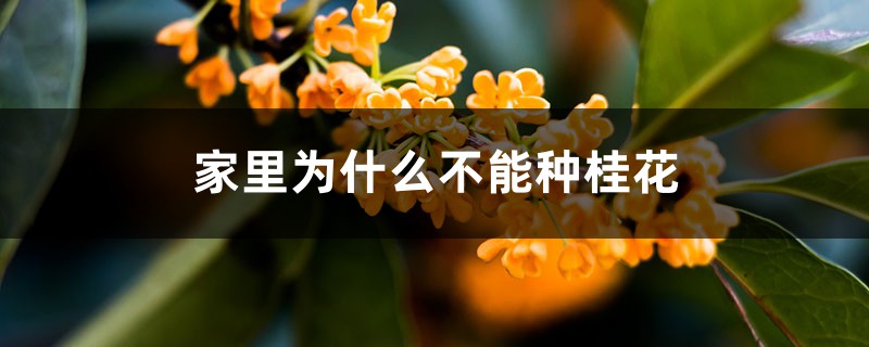 家里为什么不能种桂花