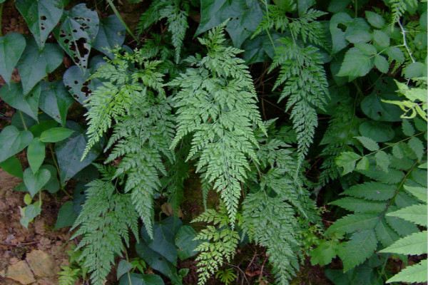 蕨类植物能净化空气吗