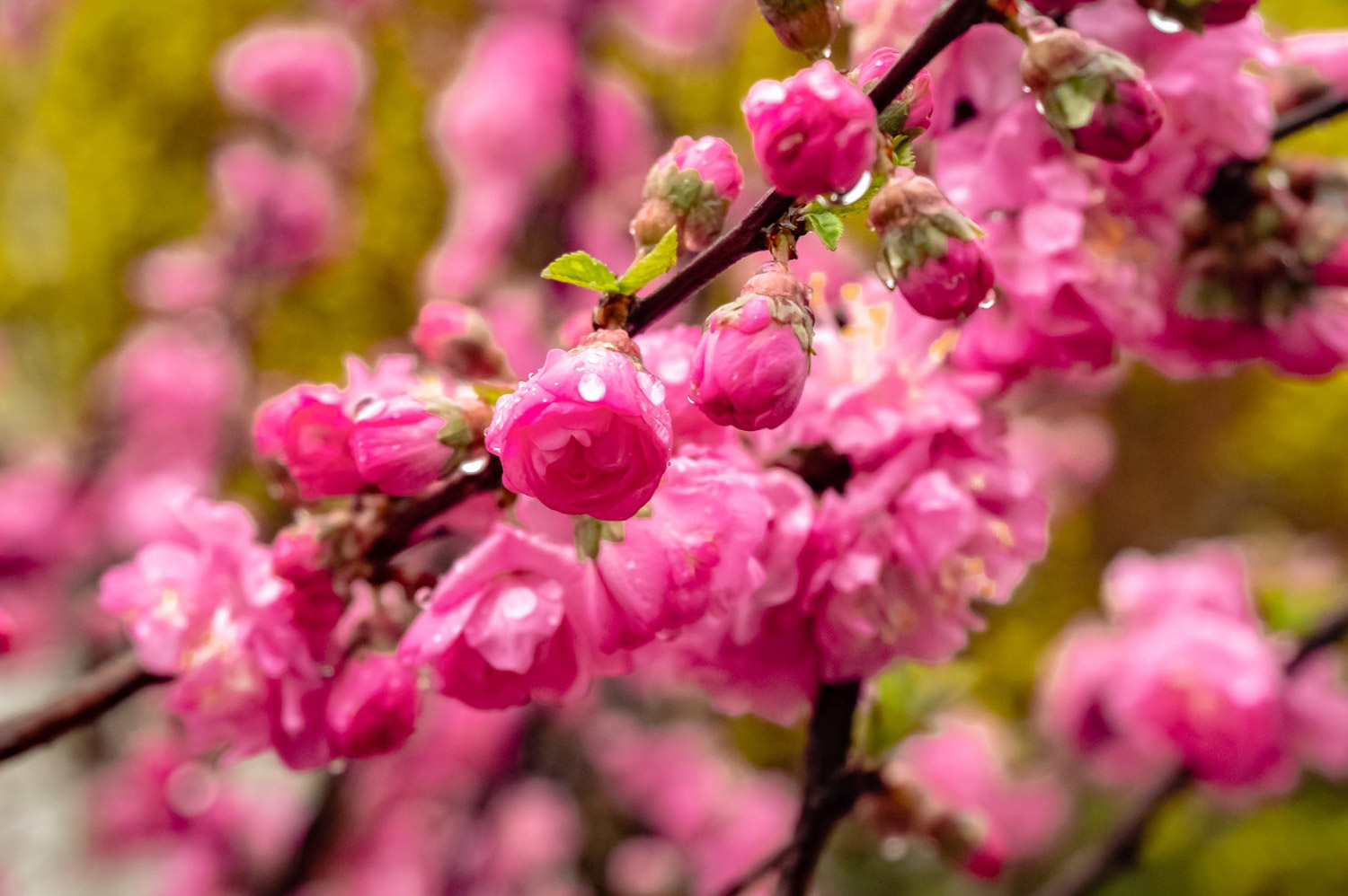 榆叶梅的花语及作用 – 花百科