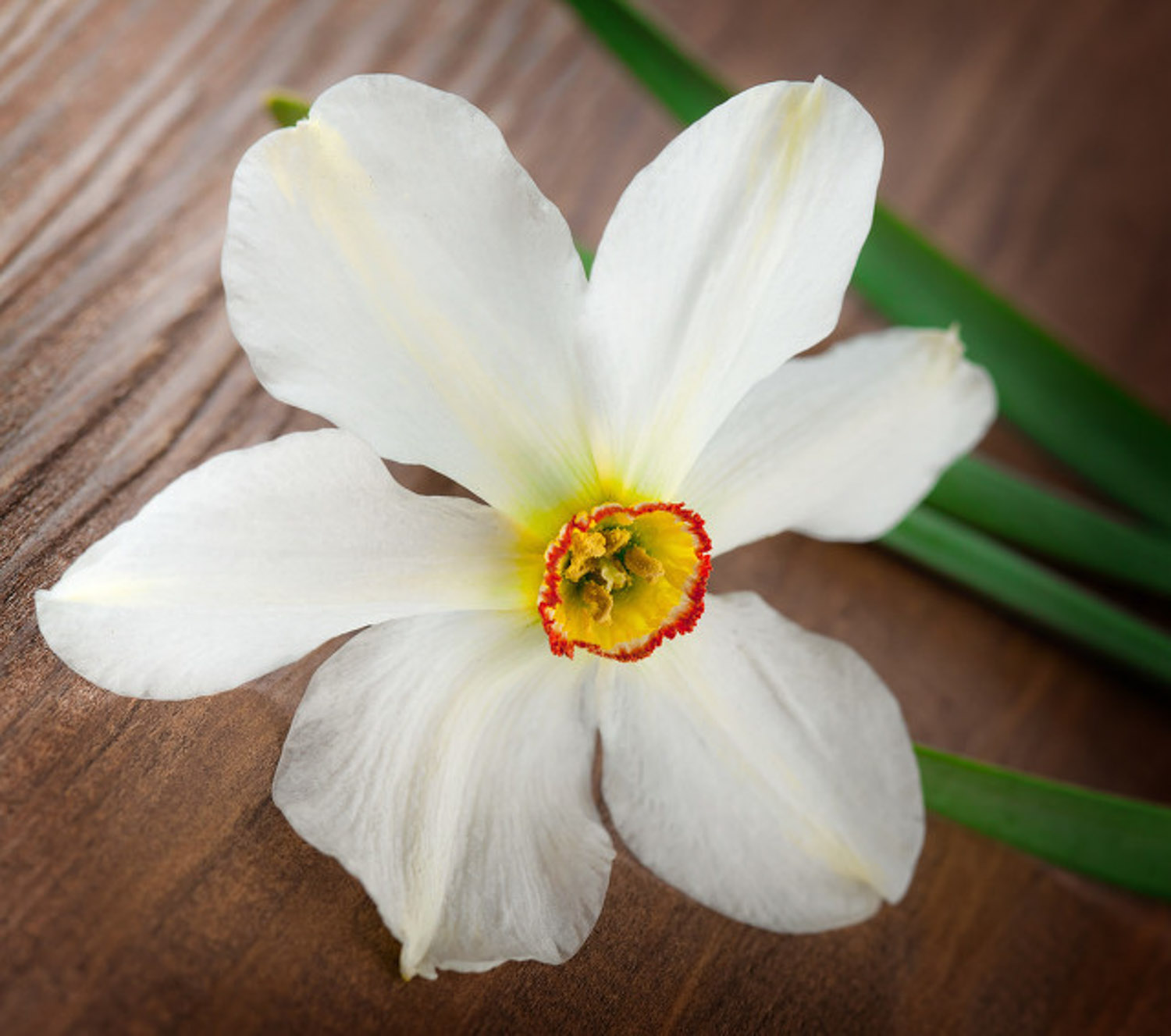 水仙花花语