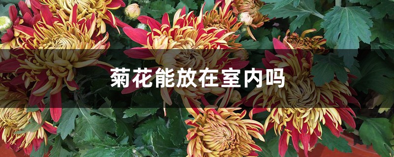 菊花能放在室内吗