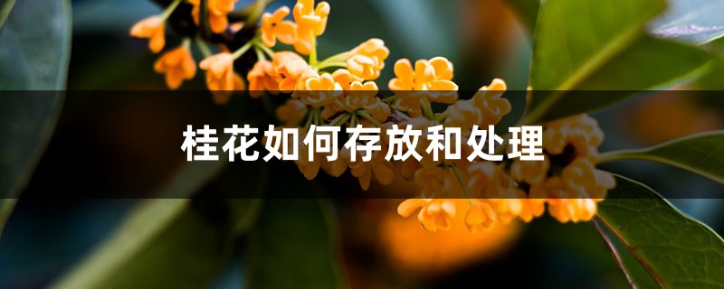 桂花如何存放和处理，摘下的桂花如何保存