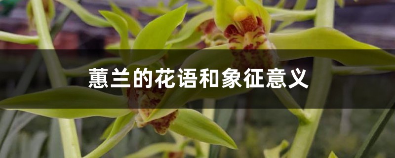 蕙兰的花语和象征意义