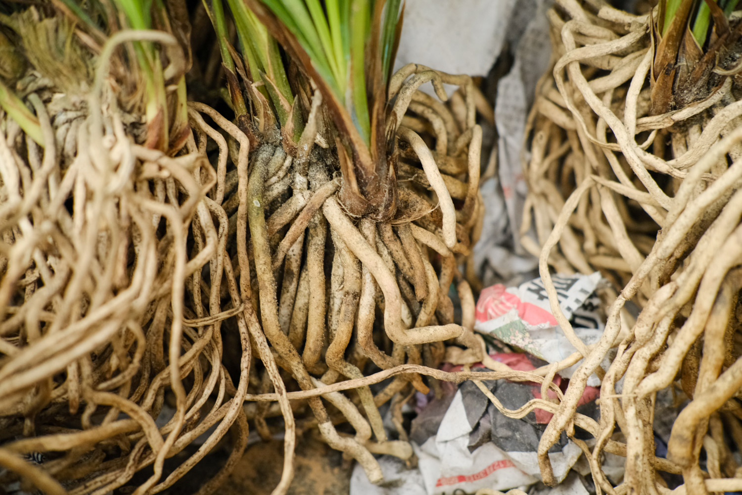 名贵兰花品种有哪些（十大名贵兰花）