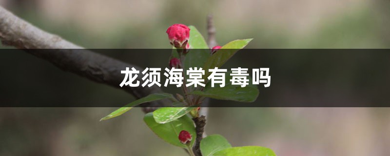 龙须海棠有毒吗