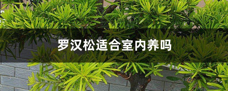 罗汉松适合室内养吗