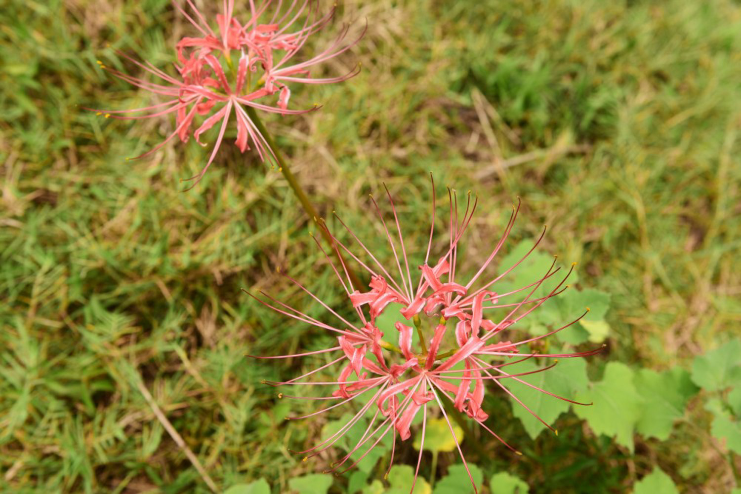 彼岸花喜阴还是喜阳，彼岸花家庭可以养吗