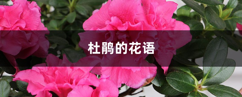 杜鹃的花语和寓意，有什么传说故事