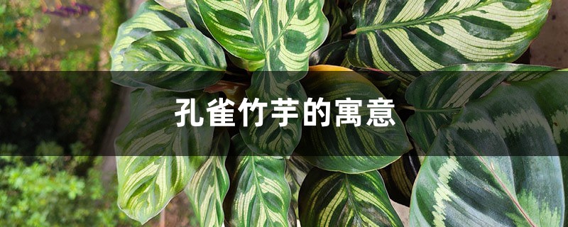 孔雀竹芋的寓意