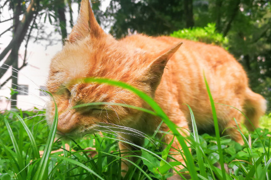 猫吃不吃火腿肠