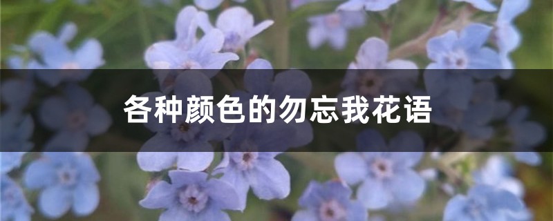 各种颜色的勿忘我花语