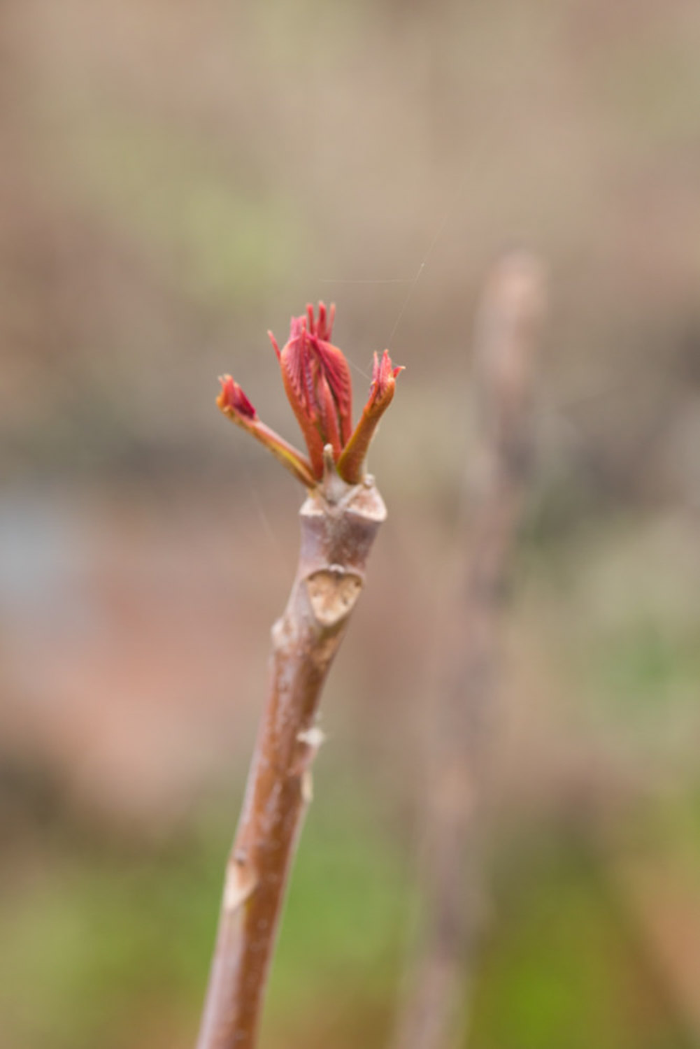 香椿芽怎样吃