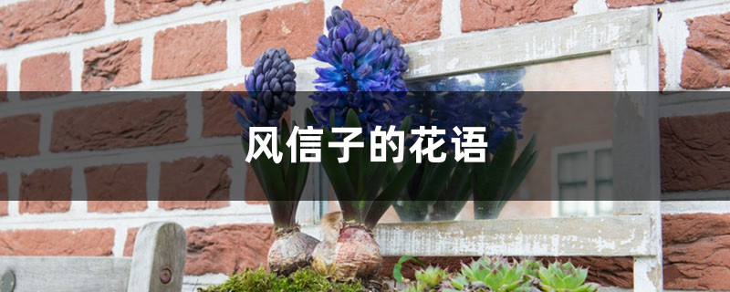 风信子的花语，不同颜色风信子的花语