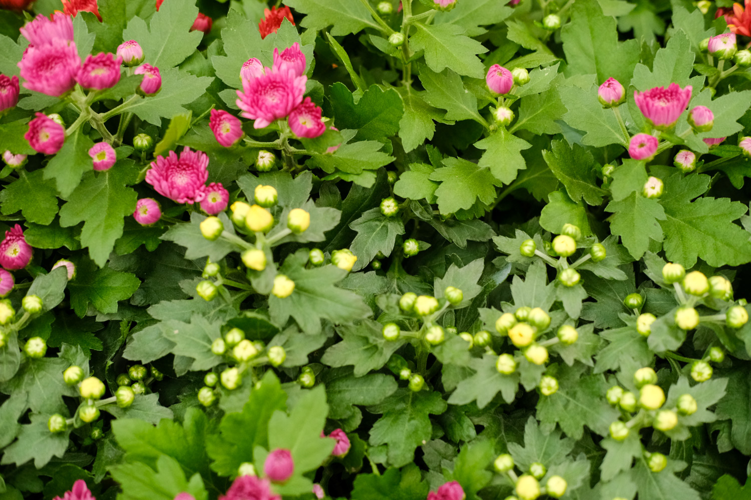 多头菊什么时候开花（花期介绍）