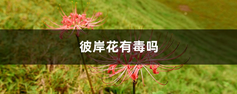 彼岸花有毒吗