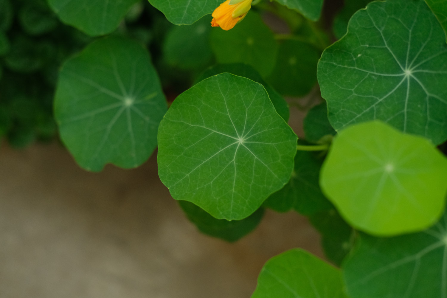 旱金莲的花语和寓意，送人有什么禁忌