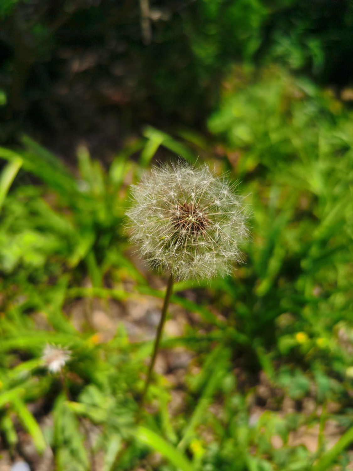 蒲公英的功效与作用（药用蒲公英）