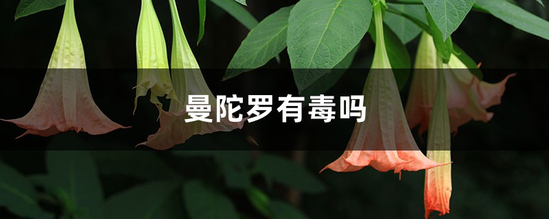 曼陀罗有毒吗，曼陀罗花图片