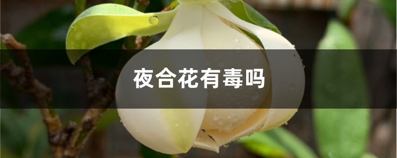 夜合花有毒吗